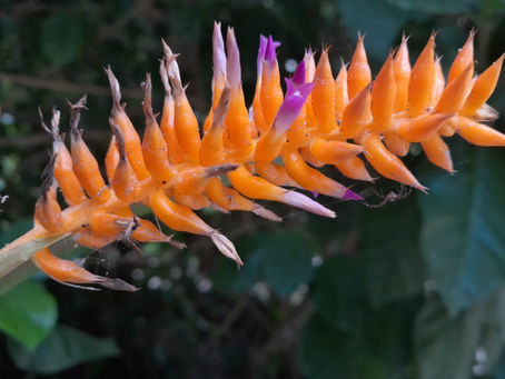 Bromélia ameaçada de extinção é descoberta no Jardim Botânico do Rio