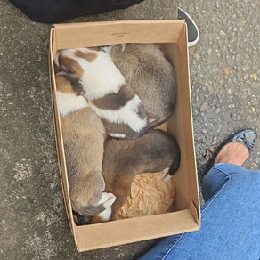 Sete cães são abandonados em estacionamento de shopping em Madureira
