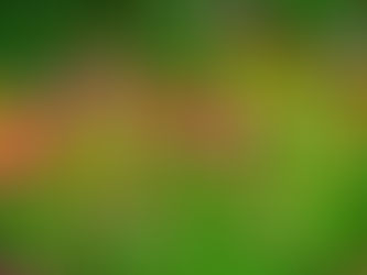 O Jardim de Margareth - por Paulinho Freitas