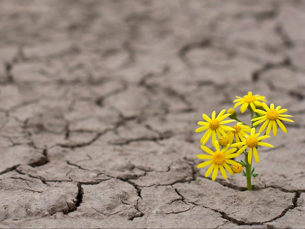 Imagem; Reprodução