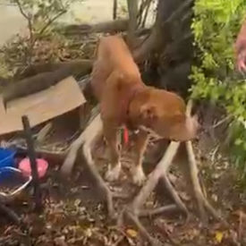 Cachorro é resgatado após ser abandonado em árvore na Zona Norte
