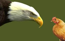 Somos 'águias' ou 'galinhas'?