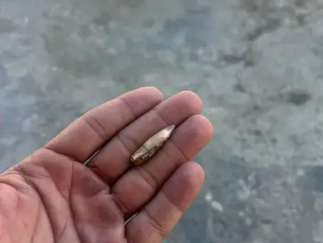 Tiroteio assusta moradores do Complexo do Salgueiro, em SG, na manhã deste sábado (4)