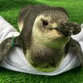 Instituto Albatroz resgata pinguins em praias de Cabo Frio, Búzios e Arraial do Cabo (RJ)