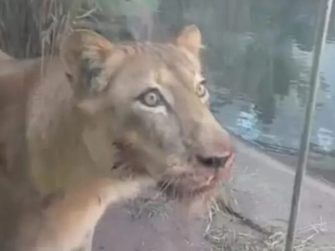 Saiba como está a leoa que matou o jovem que invadiu sua jaula