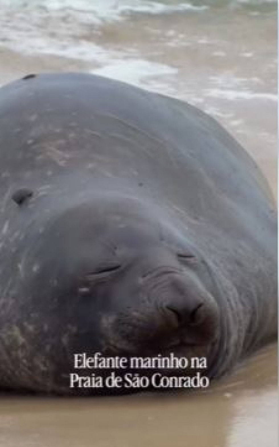 Elefante-marinho é flagrado na Praia de São Conrado