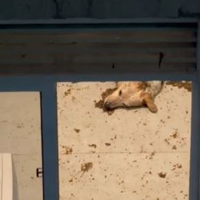 Tutoras são presas por abandonarem cachorro em apartamento durante feriadão