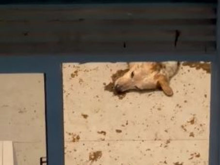 Tutoras são presas por abandonarem cachorro em apartamento durante feriadão