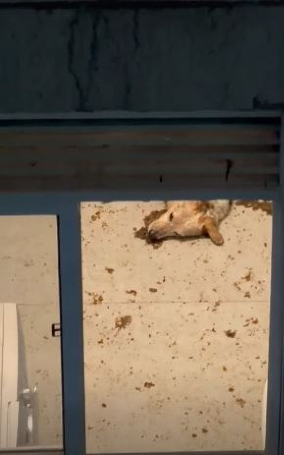 Tutoras são presas por abandonarem cachorro em apartamento durante feriadão