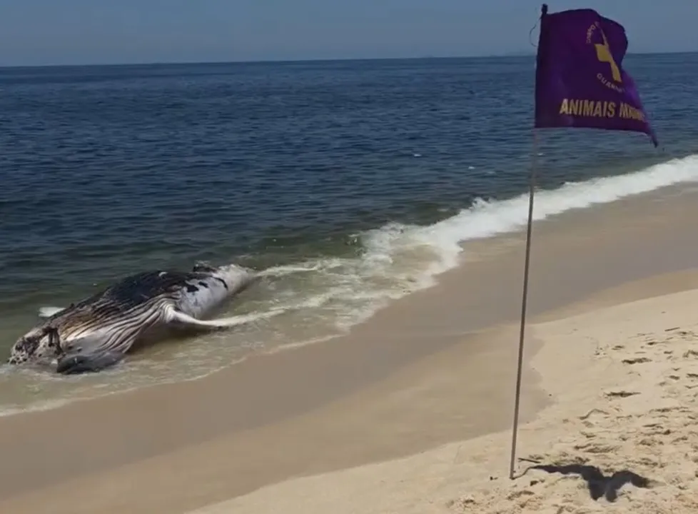 Nas redes sociais circulam vídeos e fotos da baleia, registrados por banhistas que passavam pela praia - Foto: Reprodução - Redes Sociais