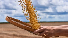 Governo avalia MP para evitar bomba fiscal com dívidas do agro