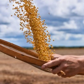 Governo avalia MP para evitar bomba fiscal com dívidas do agro