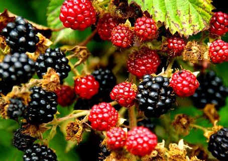  Quem Tirou Amora do Lugar?