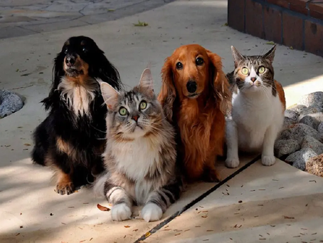 Cães e gatos poderão ter carteira de identidade em 2025; saiba como vai funcionar