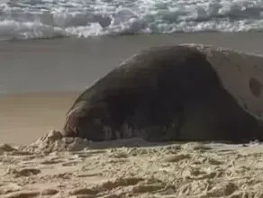 Tour pelas praias: elefante marinho é visto na orla de Niterói e em Copacabana