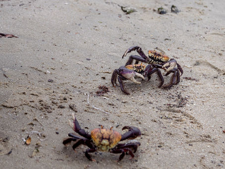Uçá e Guaiamum estão no defeso com captura proibida em São Gonçalo