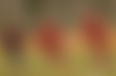 U10 – Une après-midi pleine de buts pour les jeunes Amiénois !