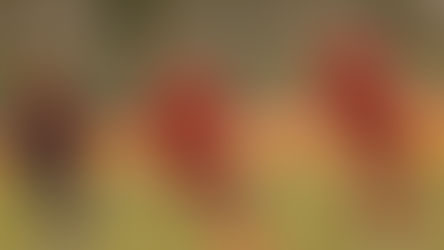 U10 – Une après-midi pleine de buts pour les jeunes Amiénois !