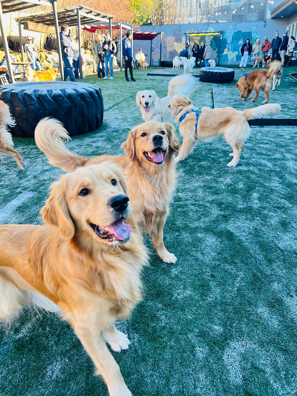 Golden Retriever Meet Up (Holiday Themed!)