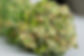 selective-closeup-dry-cannabis-white-surface (FILEminimizer).jpg