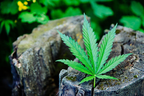 fresh-cannabis-leaf-lies-stump (FILEminimizer).jpg