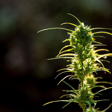 Cannabis and CBD Safety Tips