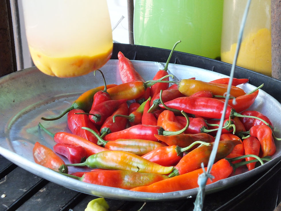 Les piments