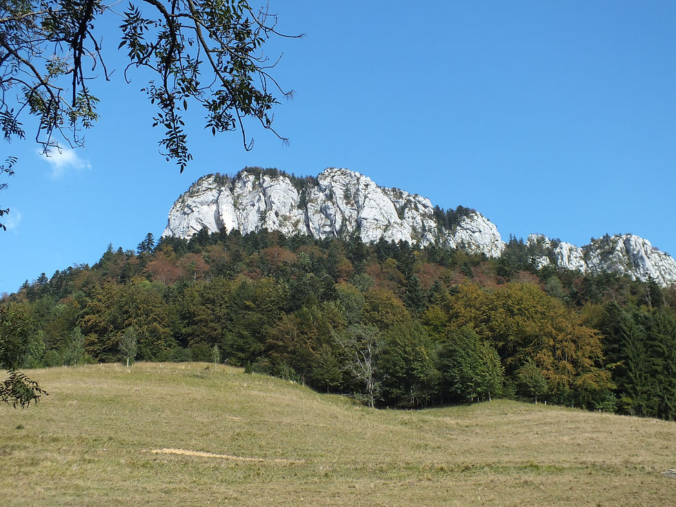 La chartreuse
