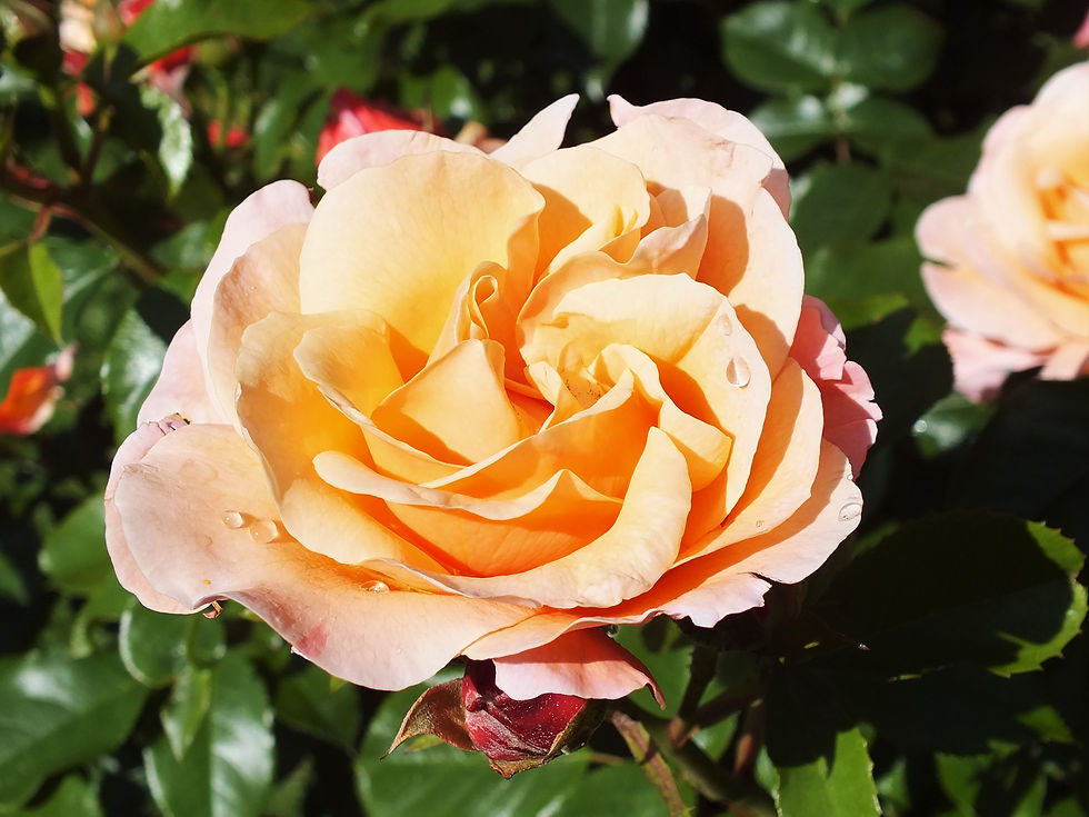Les roses du jardin