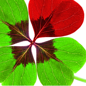 Radionica "Simbioze u odnosima"