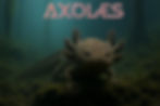 Ajolote Mexicano en xochimilco AXOLES