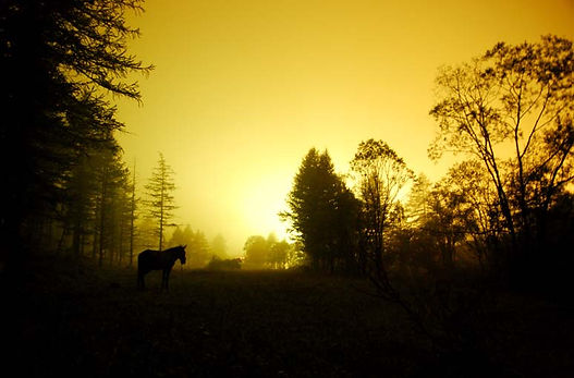 Orpuscule