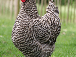 Chicken - Allergy Free CookBook