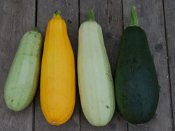 Squash and Meat Casserole - Allergy Free CookBook