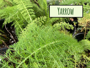 Yarrow