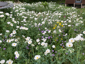 Prickly Poppies & Pioneer Plants