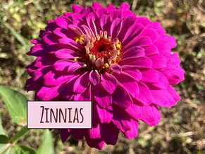 Zinnias