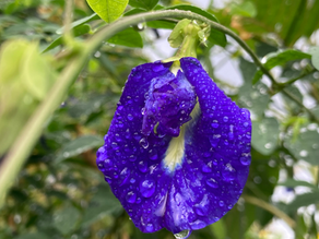 Butterfly Pea