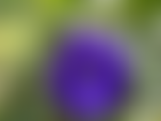 Butterfly Pea