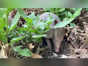 Armadillos in the Garden