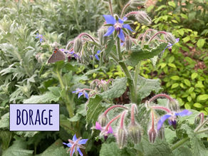 Borage