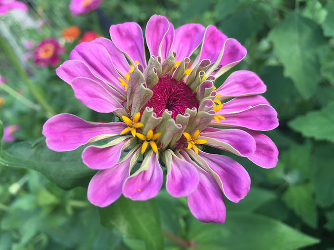 zinnias (5).JPG