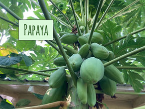 Growing Papayas in Central Texas