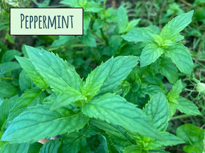Peppermint