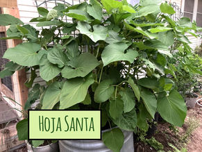 Hoja Santa