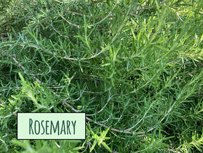 Rosemary