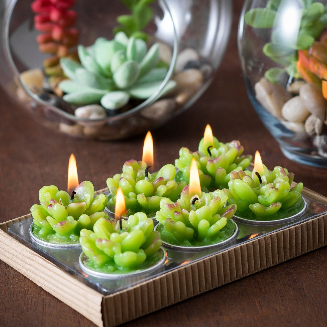 Succulent Cactus Tealights in Gift Box