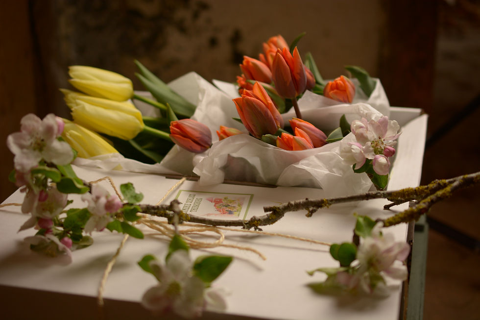 Miniaturbild: Tulpenraritäten