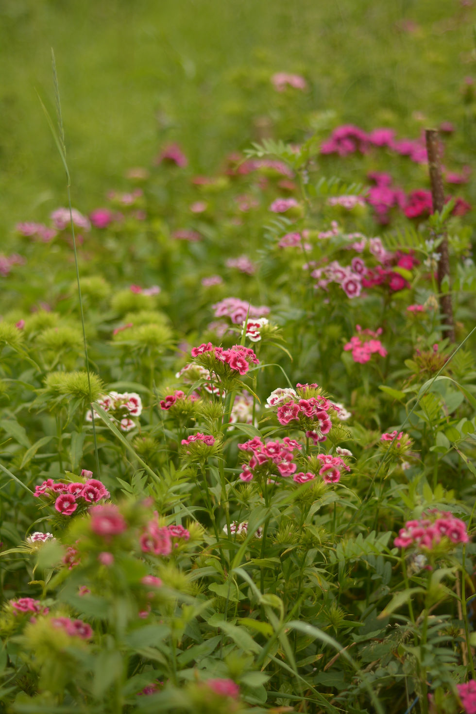Miniaturbild: Dianthus Barbatus