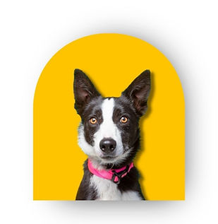 ABC Dogs NZ Experts in dog behaviour issues